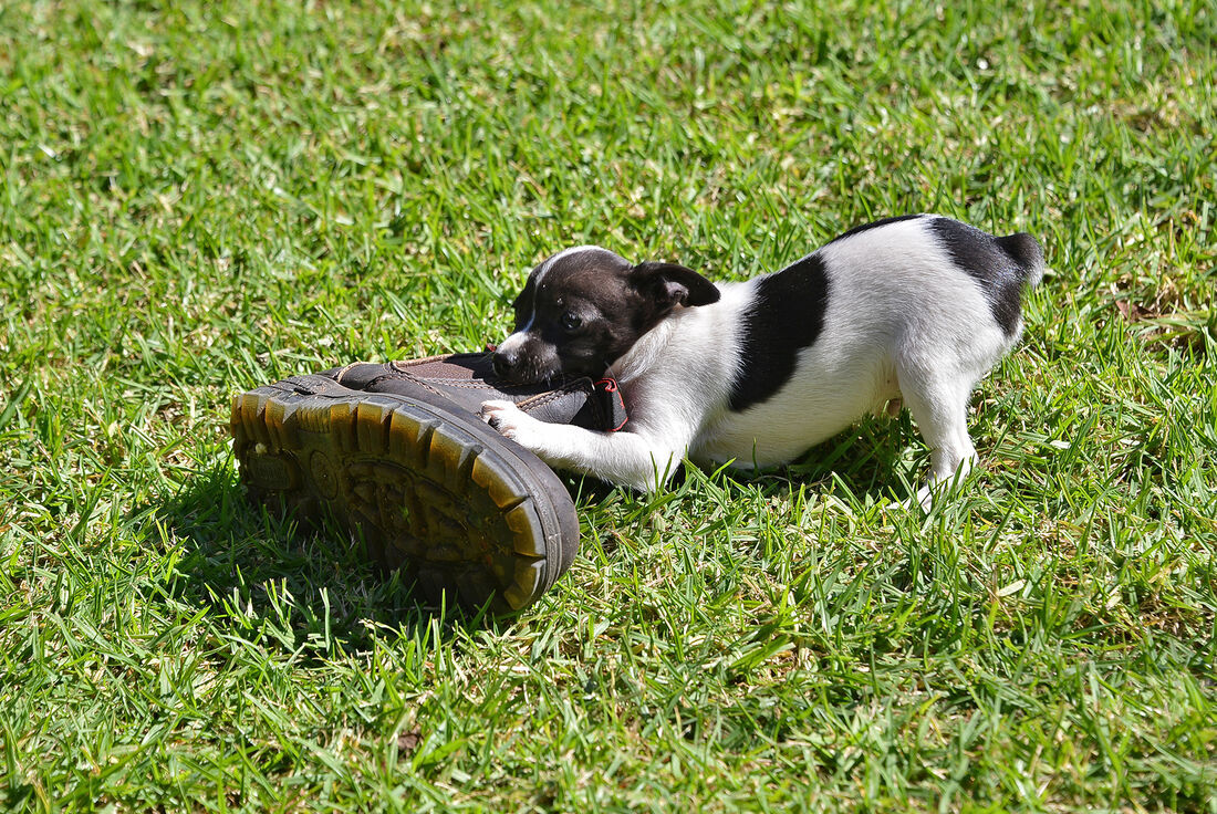 Mini foxie puppies for discount sale