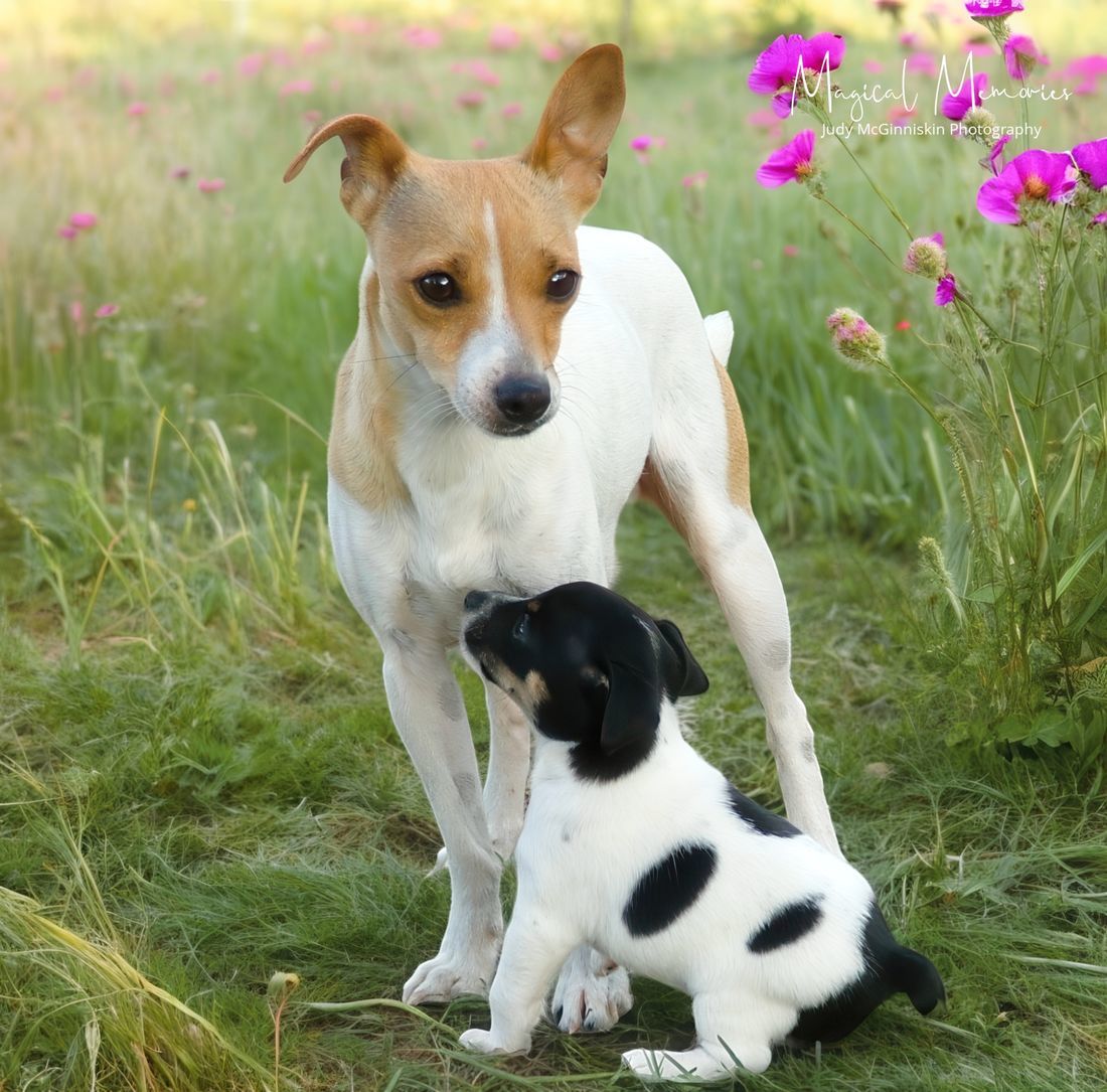 Mini fox terrier puppies for sale sale