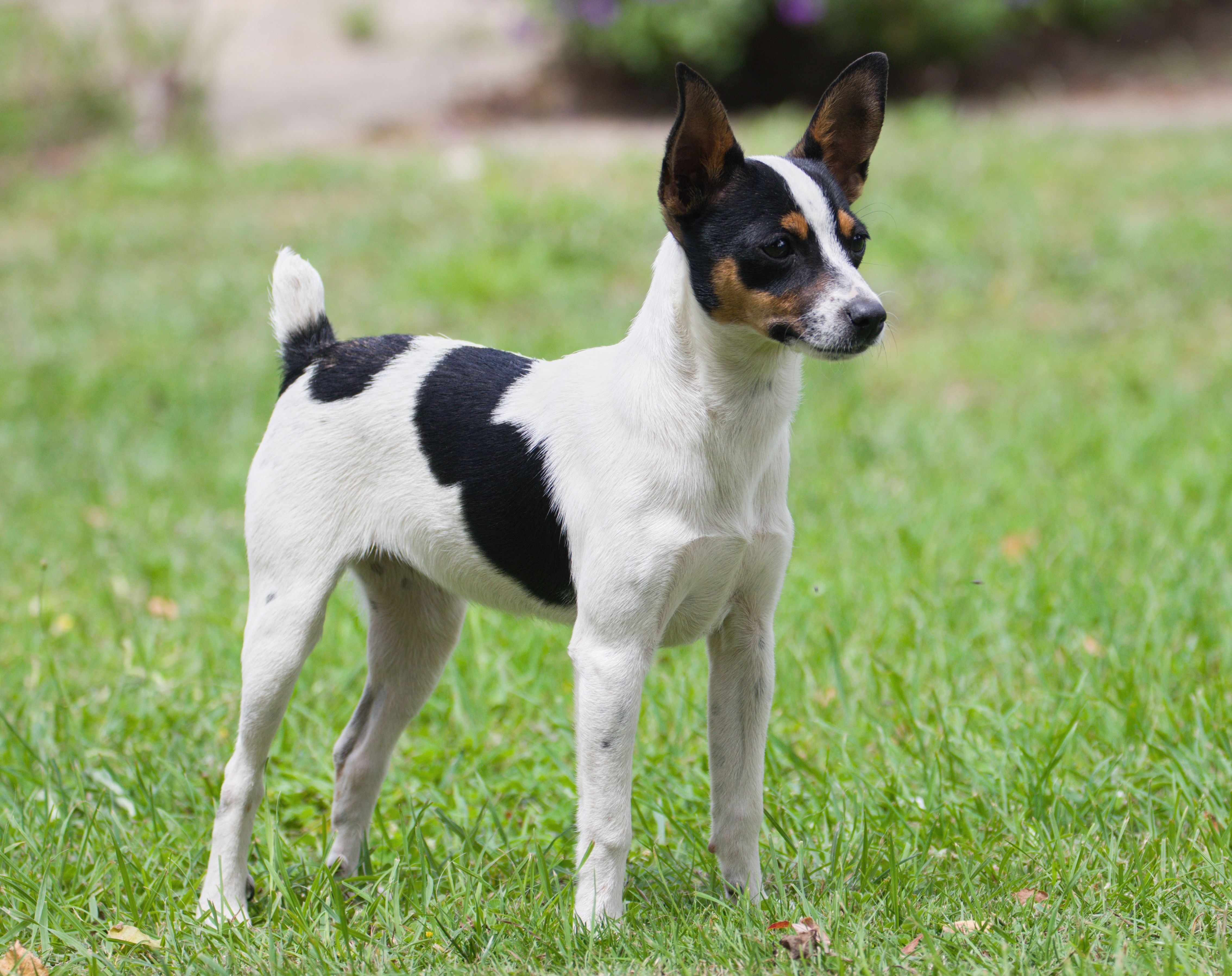 can miniature fox terriers get along with other animals