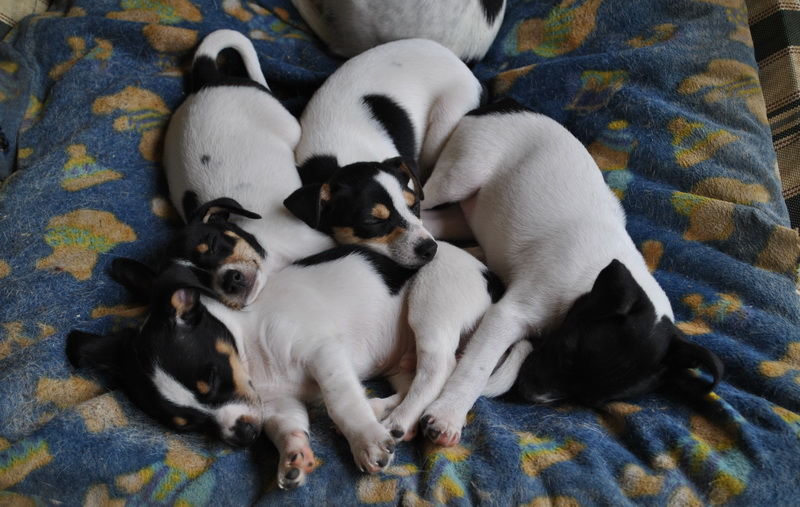 Mini Foxie Club of Australia Dog Breed Club