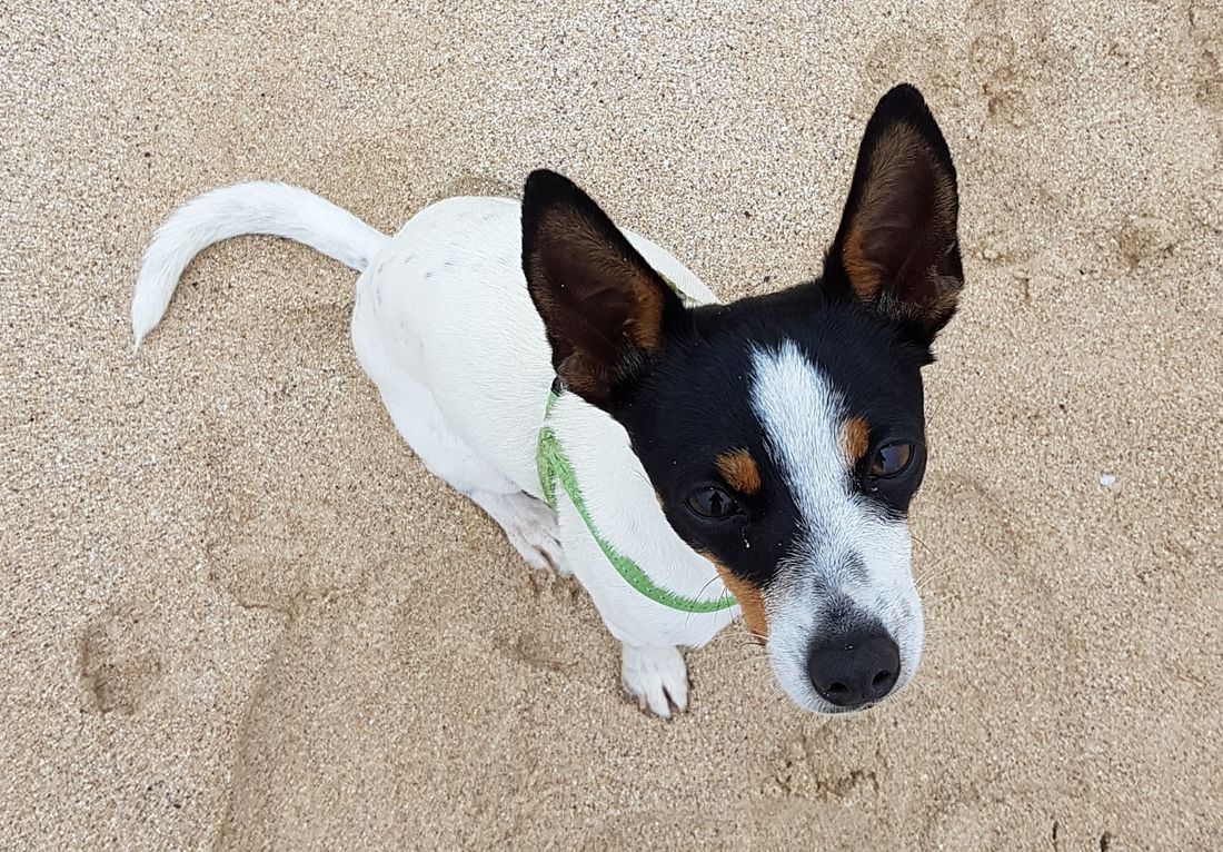 Mini Foxie Club of Australia Dog Breed Club